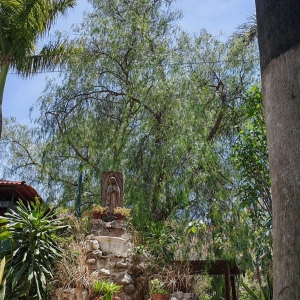  - salud mental,jalisco