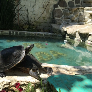  - m&eacute;xico,tlajomulco