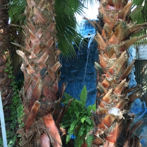  - salud emocional,mexico